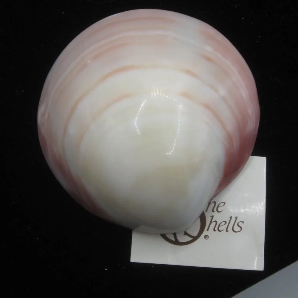 Vintage Shell Belt or Scarf Clip - Picture 5 of 6